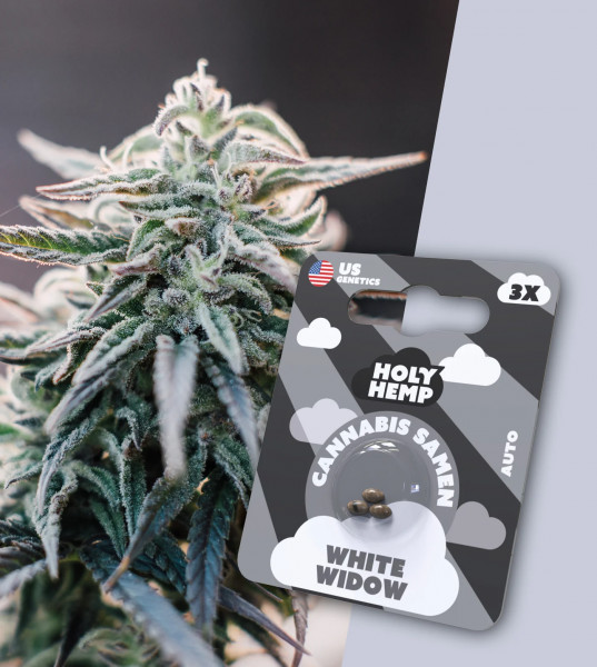 Holy Hemp White Widow - Cali Seeds 3 x Samen