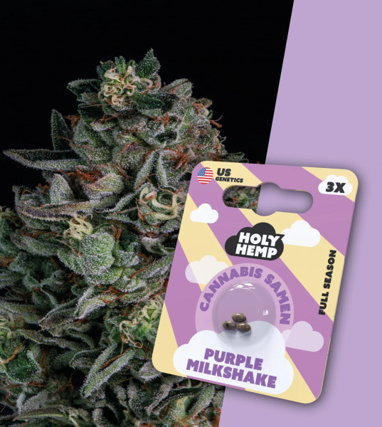 Holy Hemp Purple Milkshake - Cali Seeds 3 x Samen